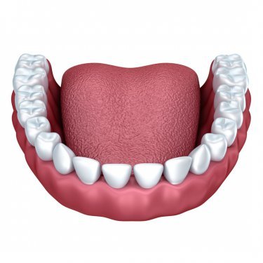 Lower Jaw